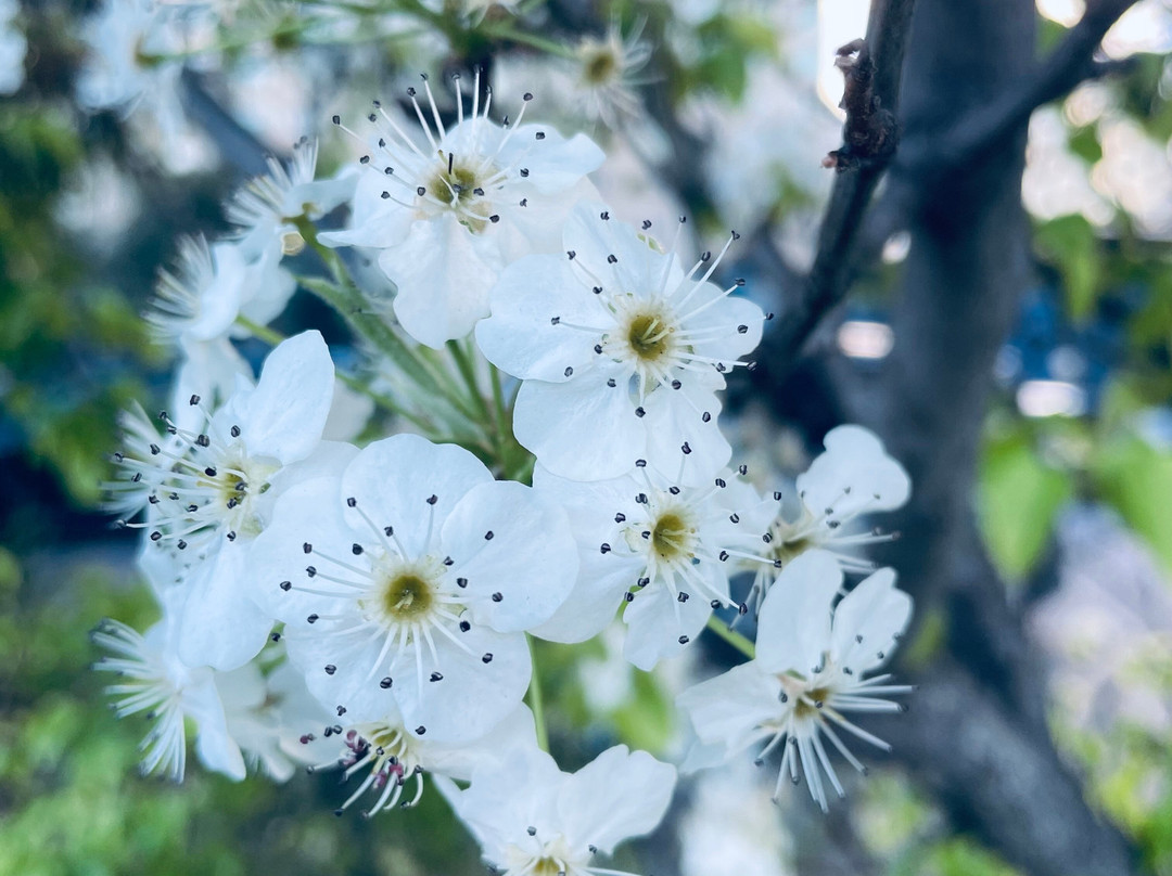 Neill Street Reserve-Carlton必去景点