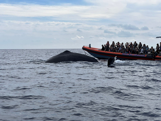 Rota dos Cetáceos-沙尔必去景点