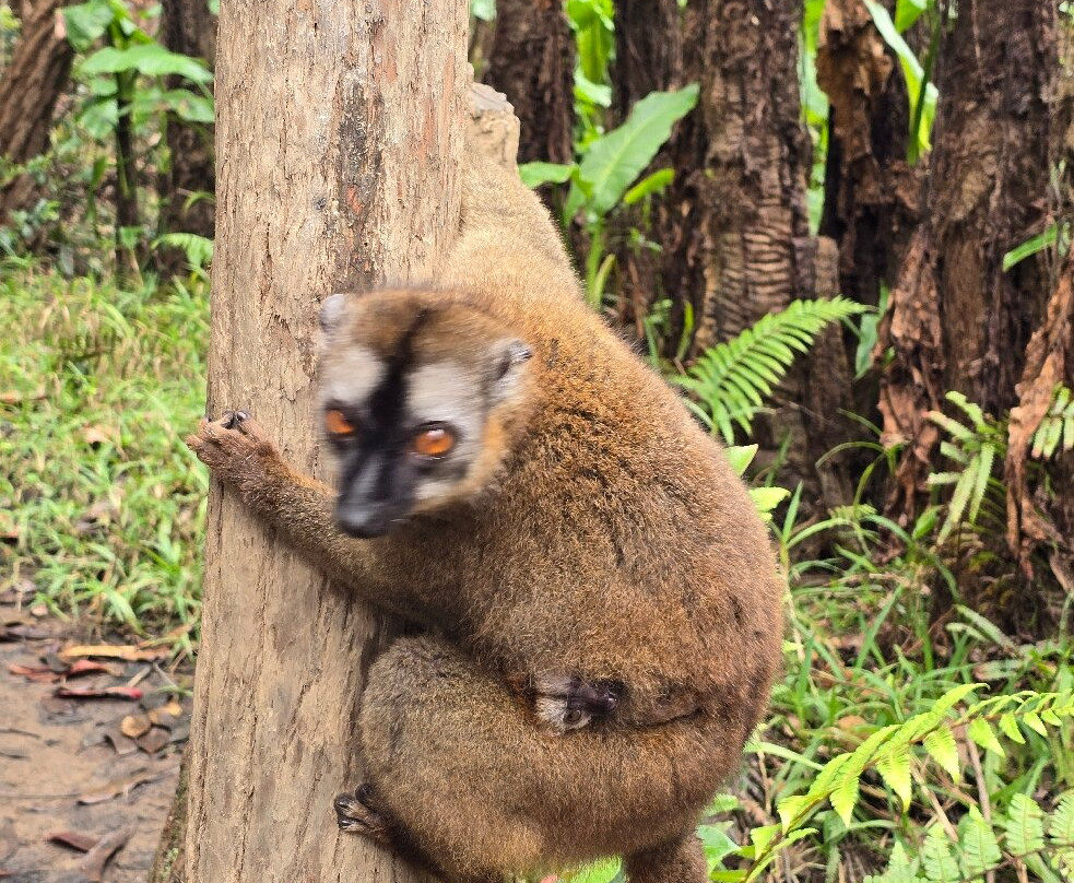 GMT+3 Great Madagascar Tours - Day Tours-安塔那那利佛必去景点