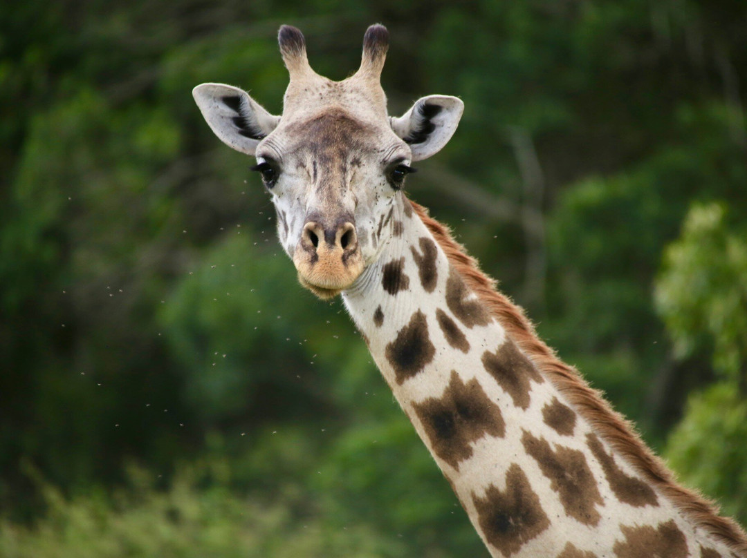 Earthlife Expeditions-阿鲁沙必去景点