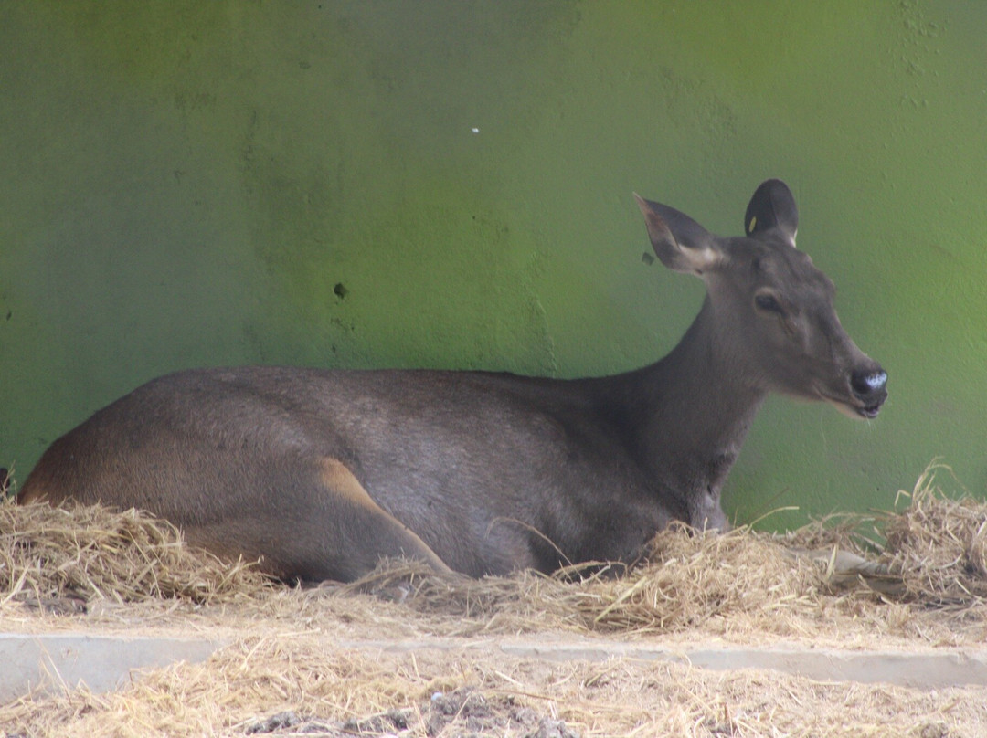 The Central Zoo-帕坦（拉利特浦）必去景点