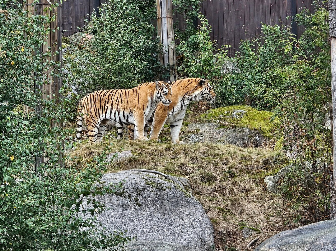 Kolmården Zoo-Kolmarden必去景点