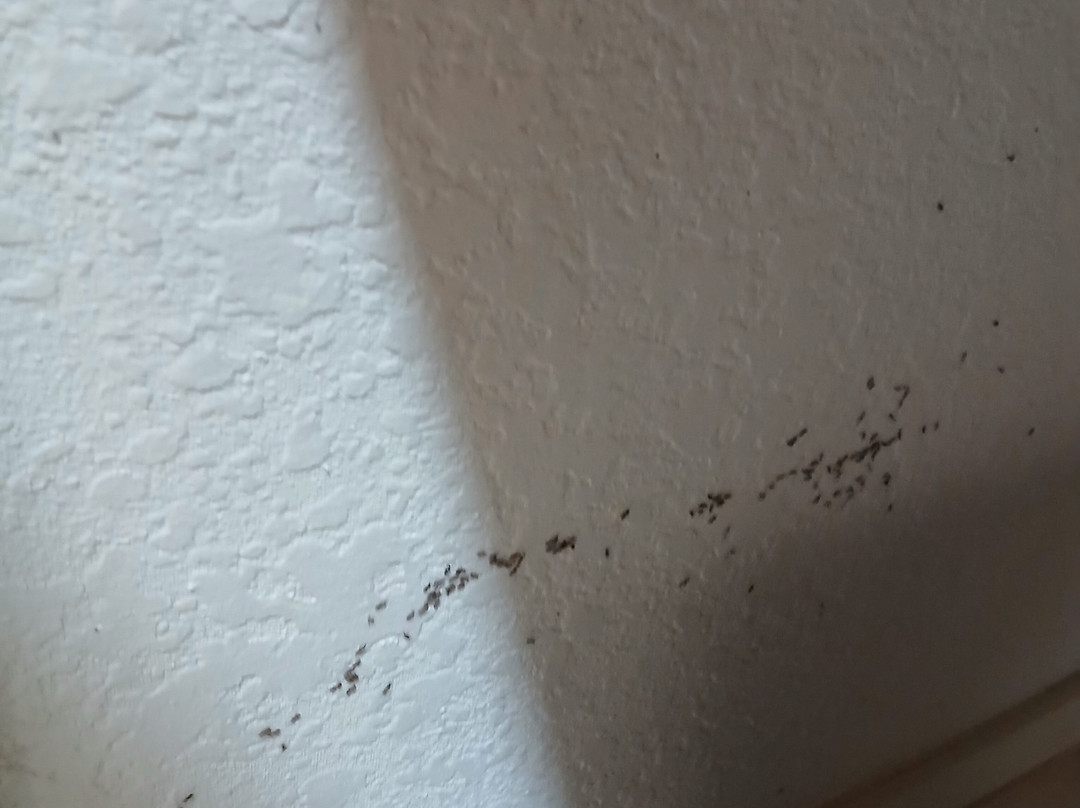 Comfort Inn & Suites Watervliet主图