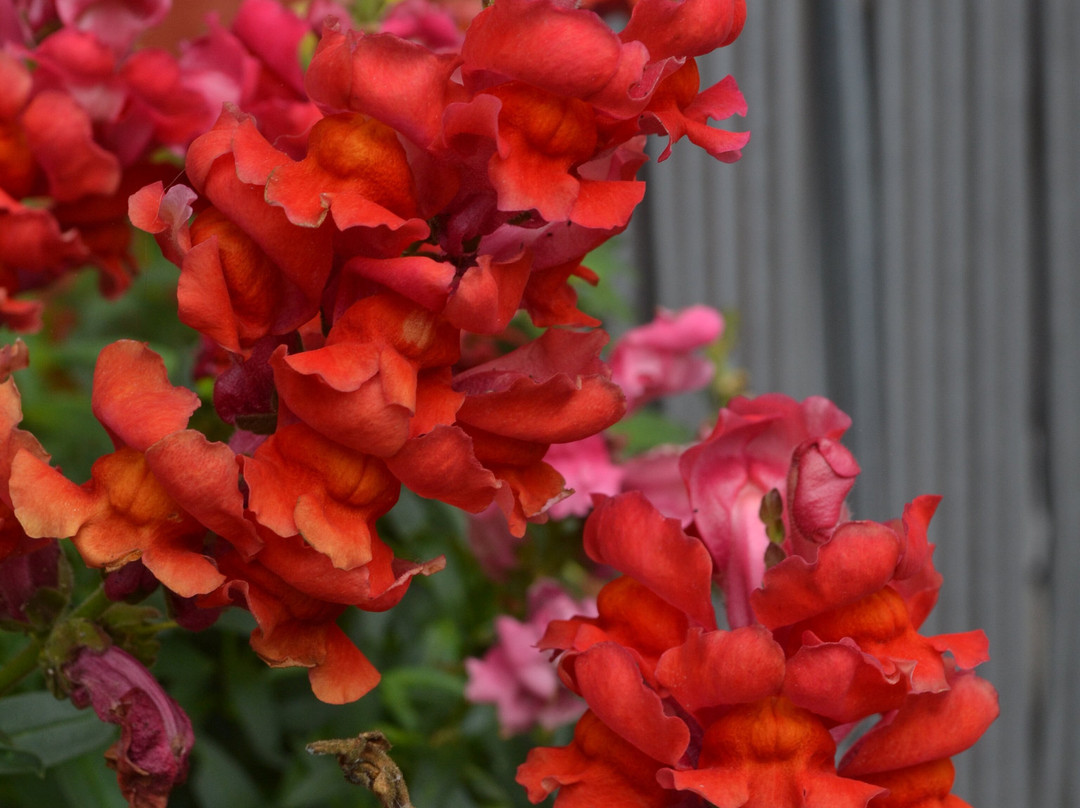 Trees of Mystery-克拉马斯必去景点