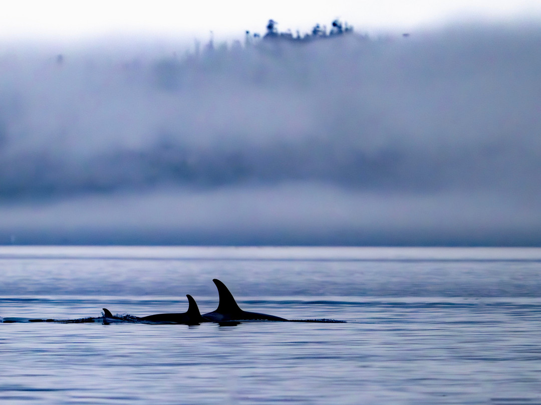 Tide Rip Grizzly Tours-Telegraph Cove必去景点