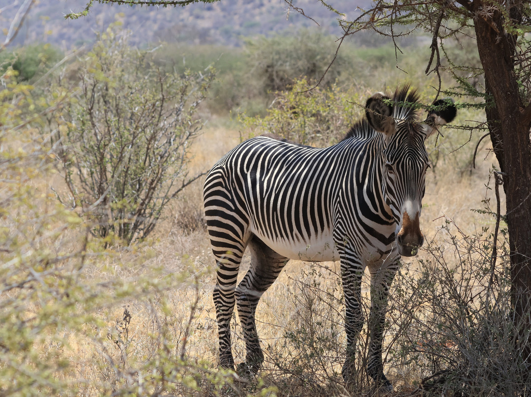 Samburu National Reserve-内罗毕必去景点