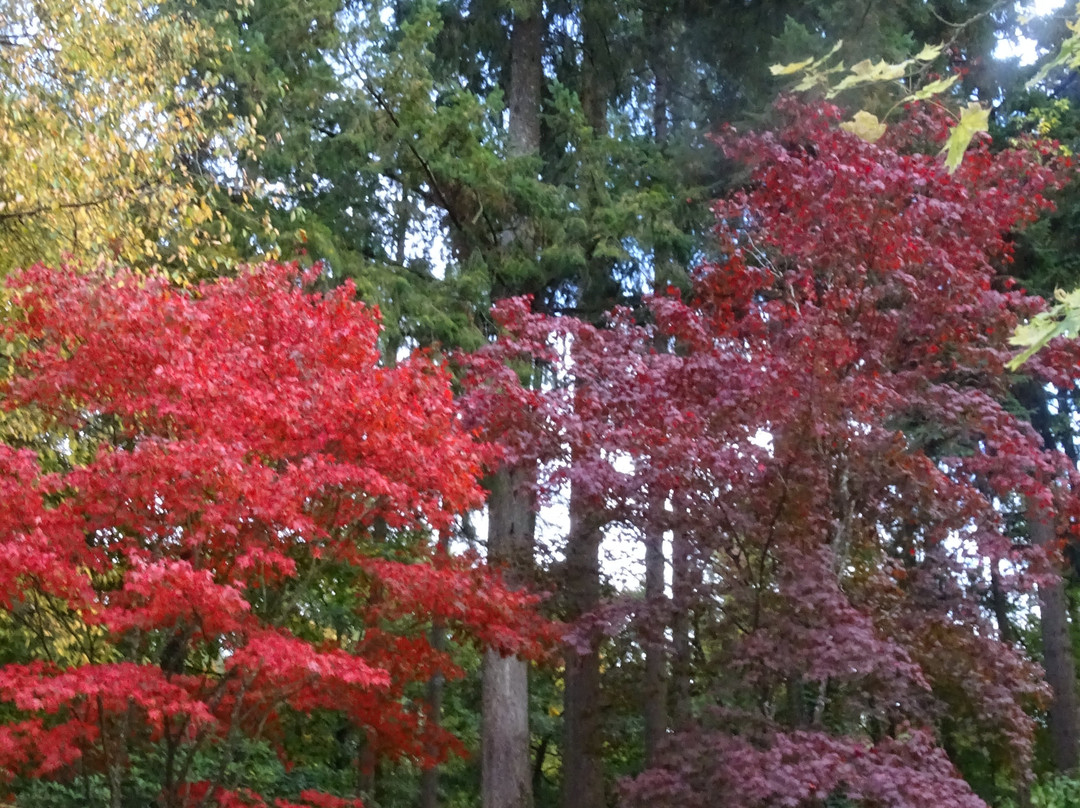 Parc Oriental de Maulevrier-Maulevrier必去景点