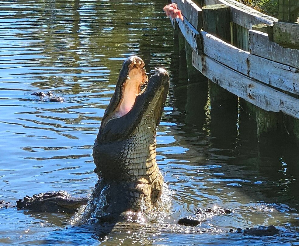 Alligator Adventure-美特尔海滩必去景点