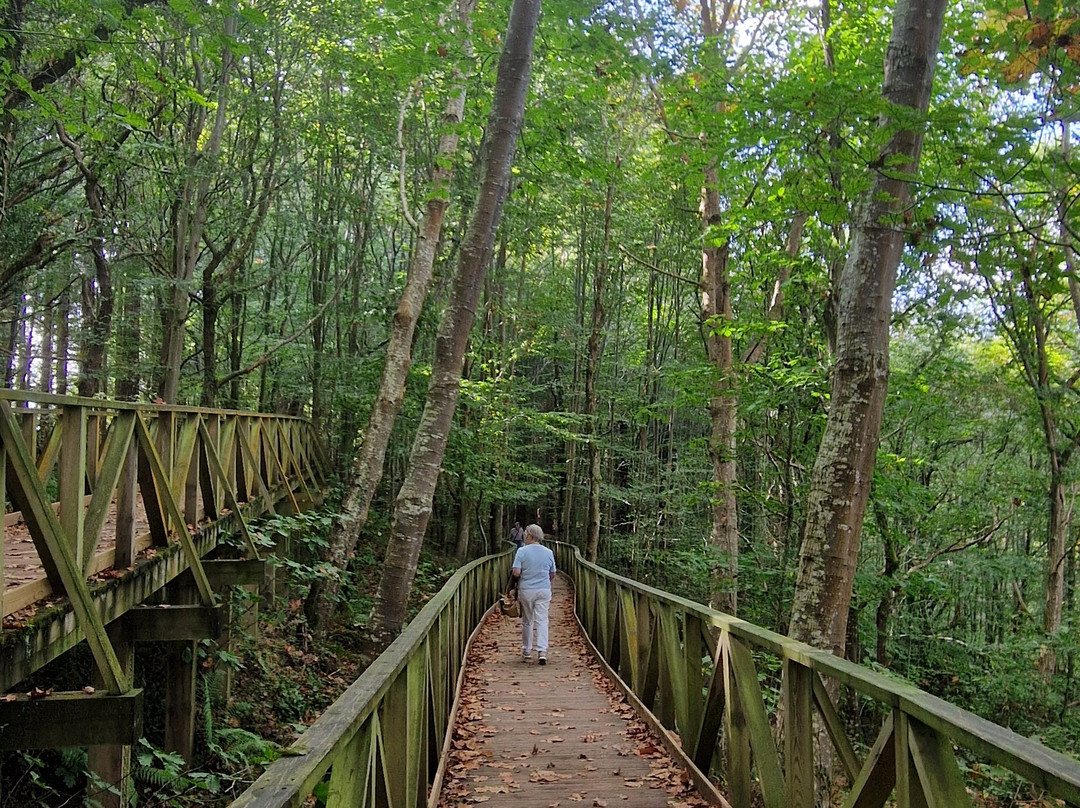 Natural Monument of the Sequoias of Monte Cabezón-Cabezon de la Sal必去景点