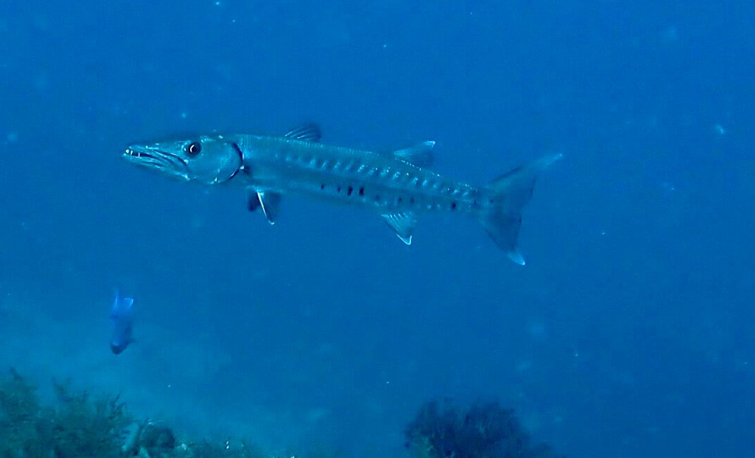 Deefer Diving Carriacou-Hillsborough必去景点