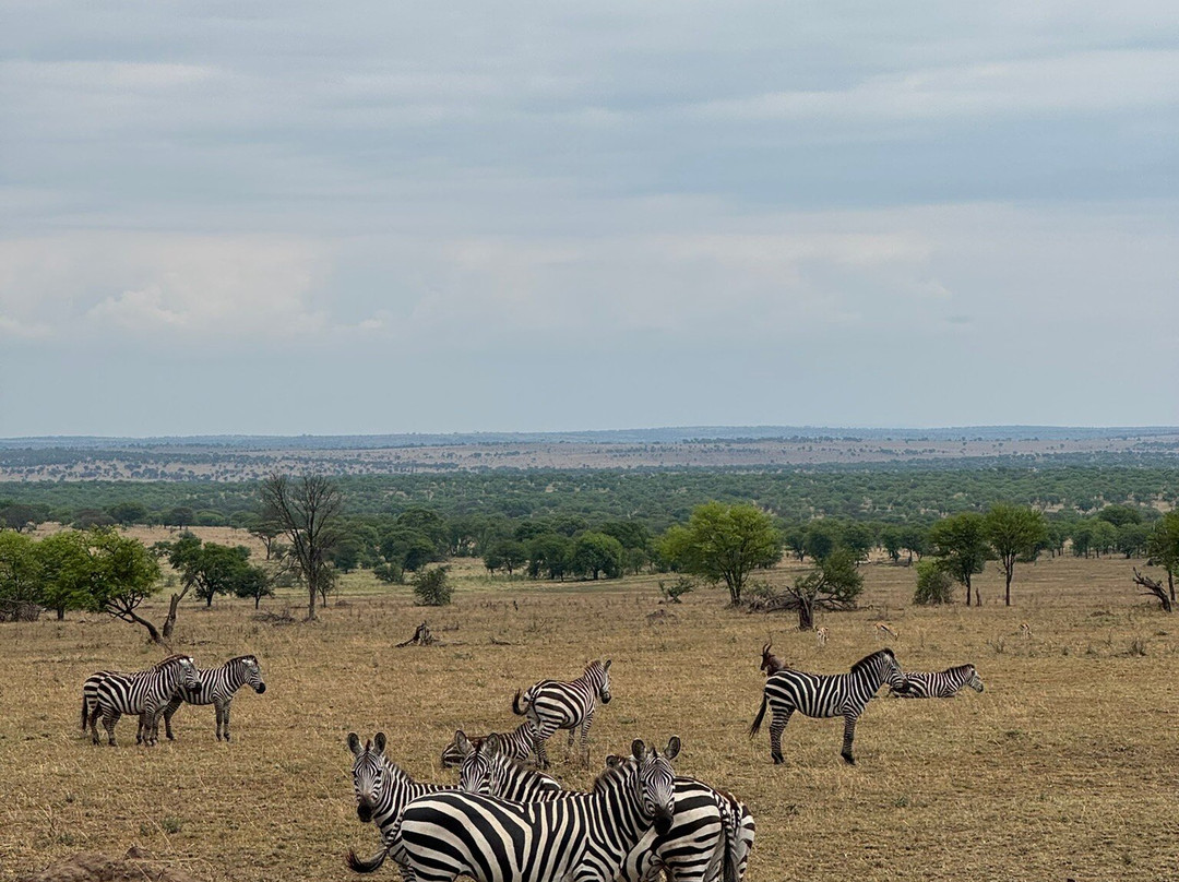 歌珊地非洲游猎之旅-阿鲁沙必去景点