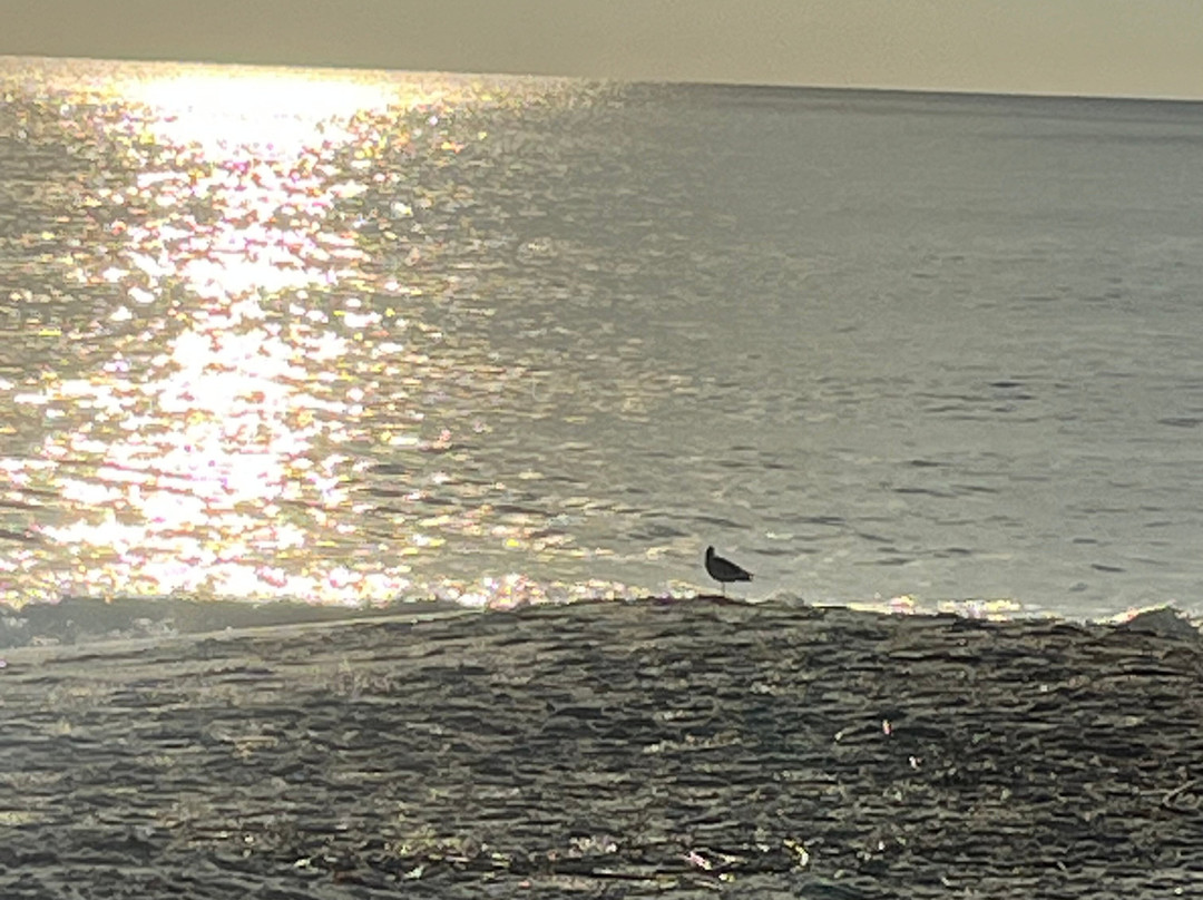 Elizabeth Pointe Lodge主图