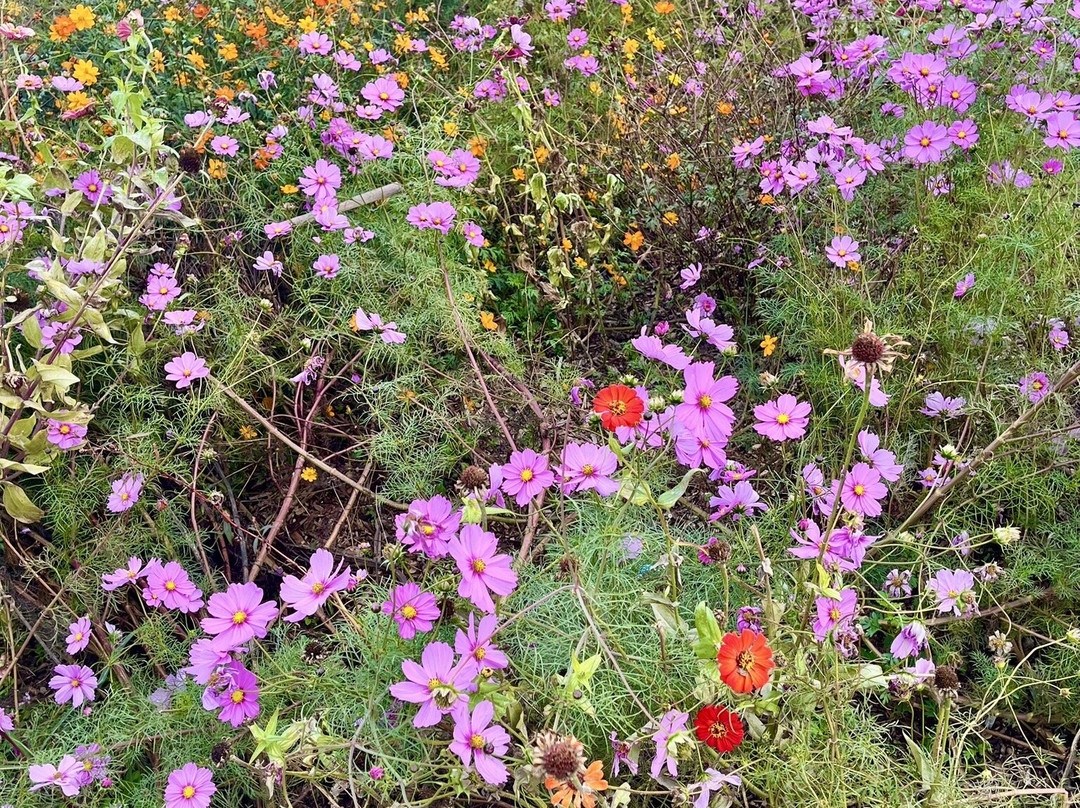 Great Country Farms-Bluemont必去景点