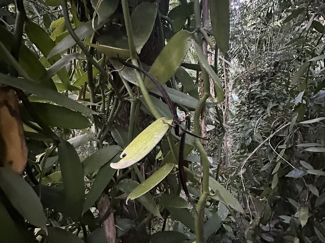 Ella Spice Garden-埃勒必去景点