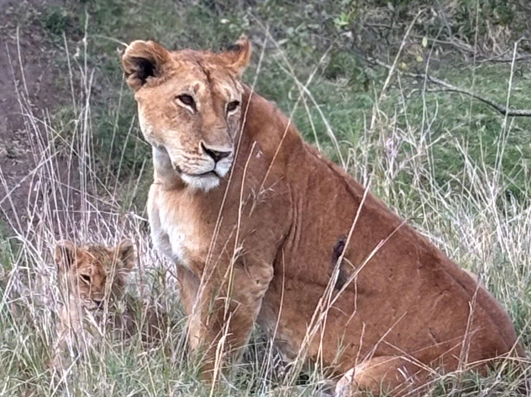 Kampur Travel Diaries-内罗毕必去景点
