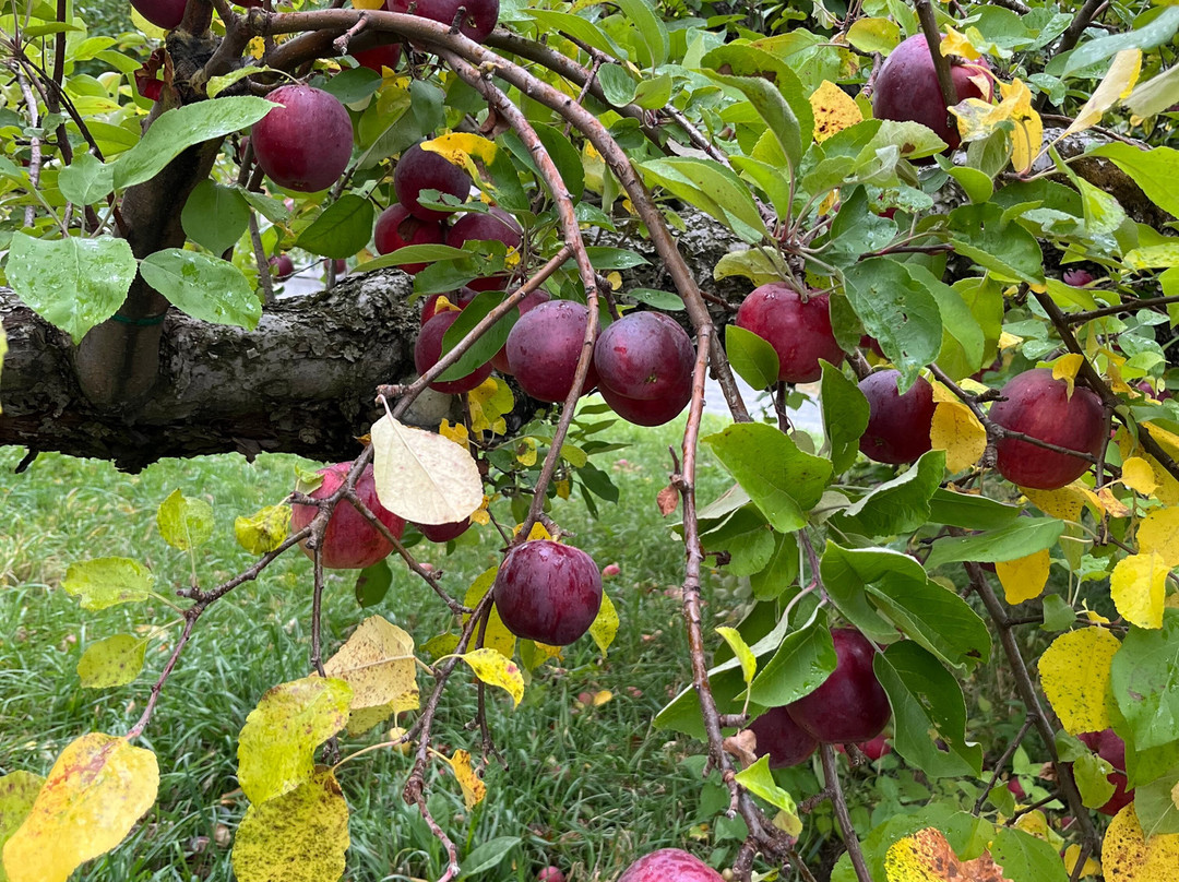 Poverty Lane Orchards & Farnum Hill Cider-莱巴嫩必去景点