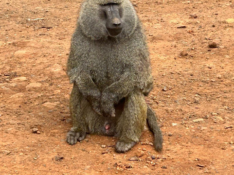 Itals Safaris-内罗毕必去景点