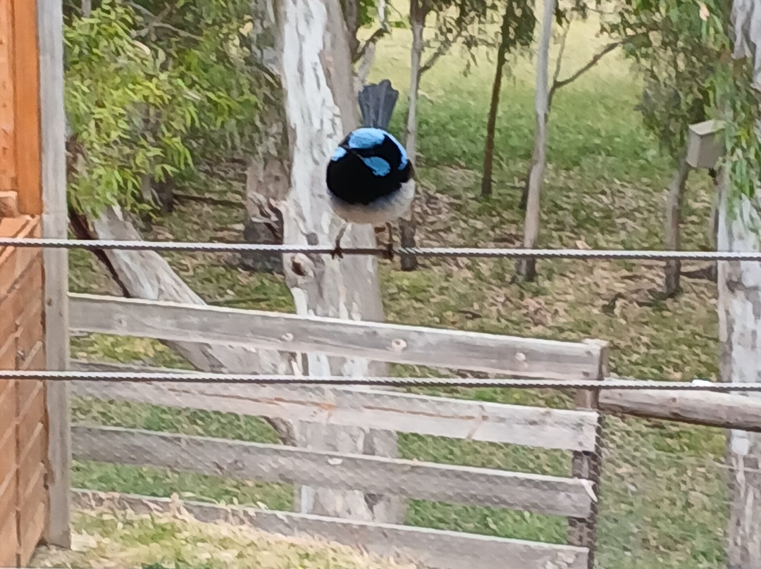 The Islander Estate Vineyards-Cygnet River必去景点