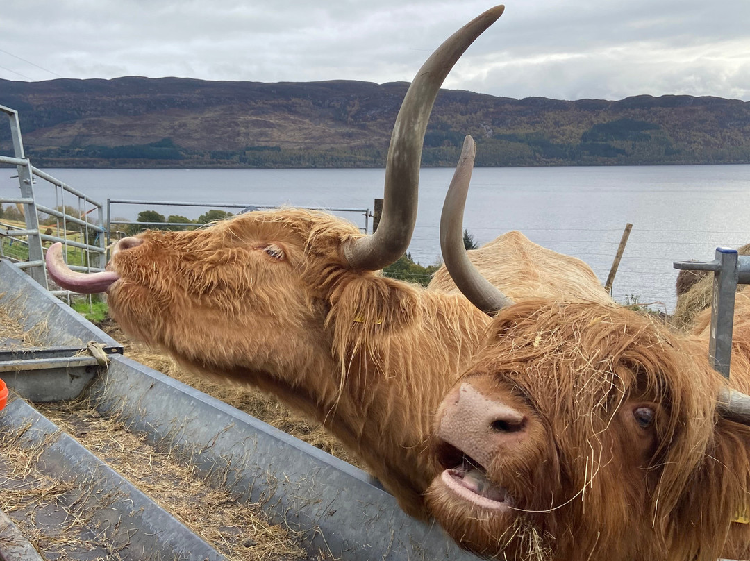 Loch Ness Hub & Travel-德拉姆纳德罗希特必去景点