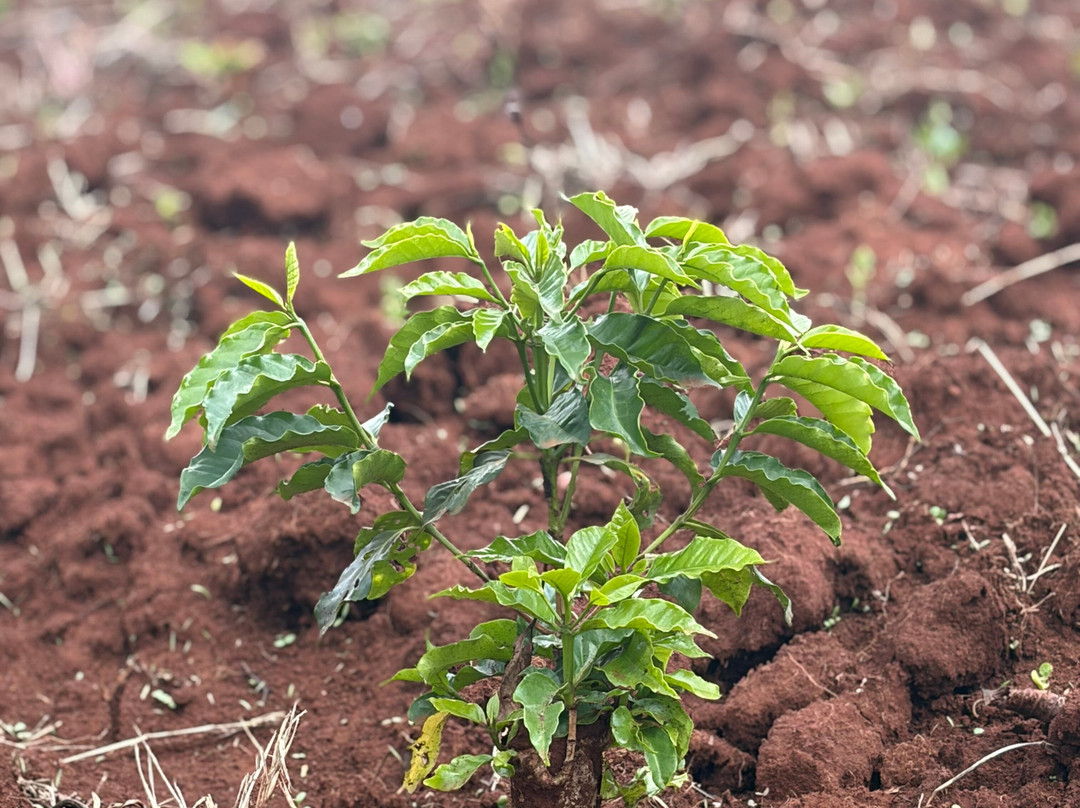 Guka's Coffee Tour-Muranga必去景点