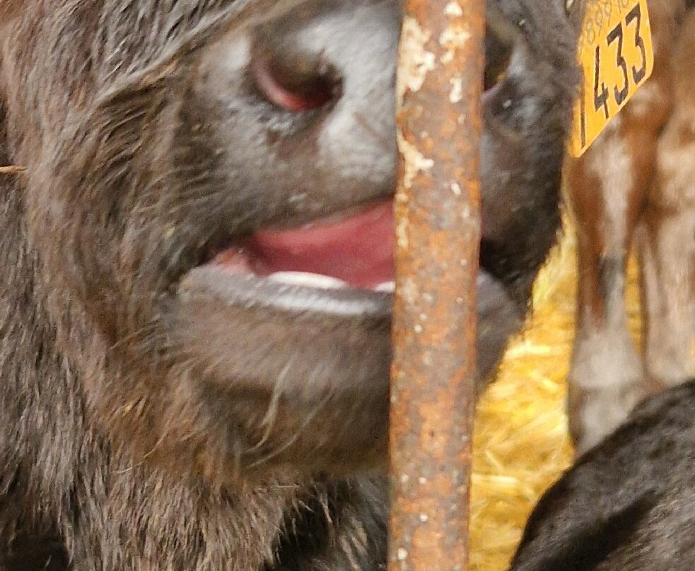 La Cigolina-Castelnuovo Bocca D'Adda必去景点