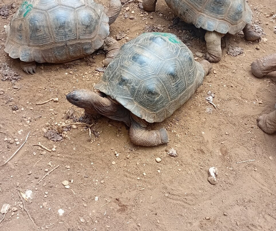 Grande Montagne Nature Reserve-罗德里格斯岛必去景点