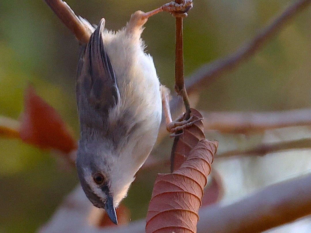Kumbali Country Lodge主图