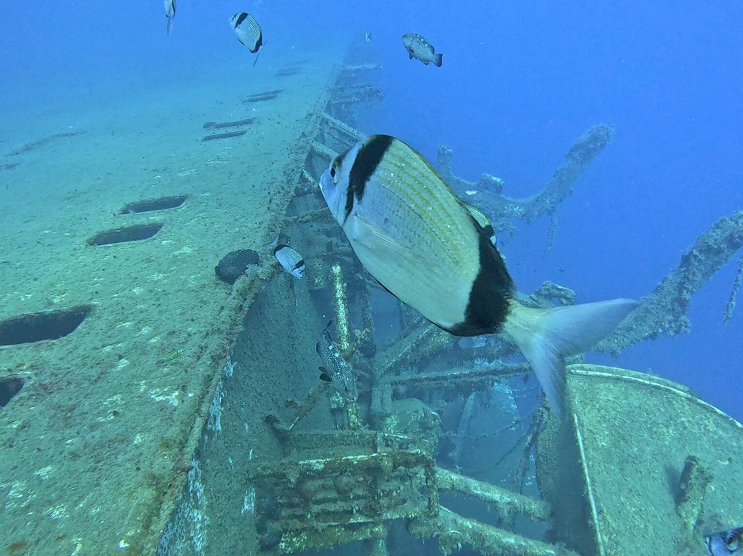 Cydive-帕福斯必去景点