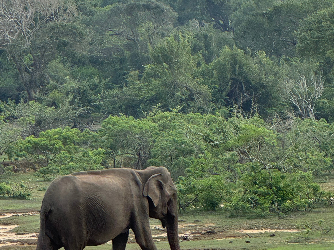 Yala Bundala NPA Safari-蒂瑟默哈拉默必去景点