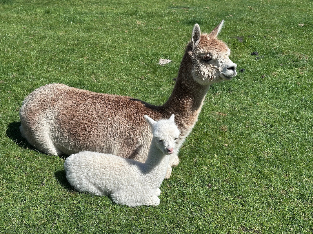 Nevalea Alpacas-Taumarunui必去景点