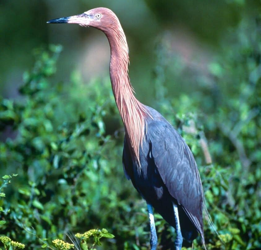 Crystal Flats Guide Service-南帕诸岛必去景点