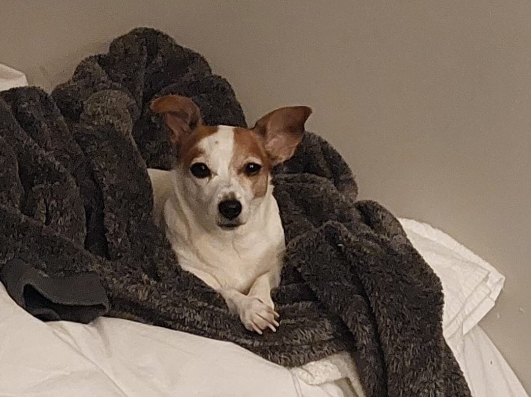 Travelodge Alton Four Marks主图