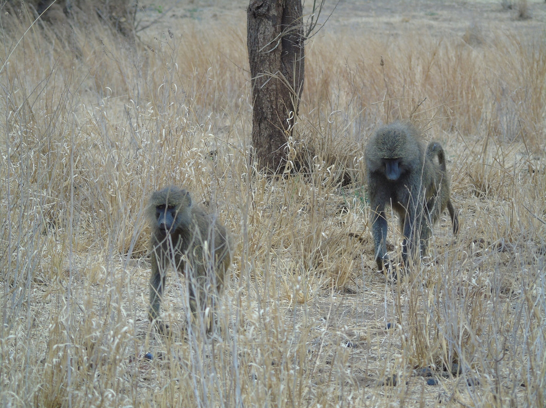 Savannah Explorers Limited-阿鲁沙必去景点