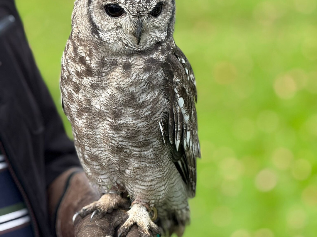 Cotswold Falconry Centre-莫顿因马什必去景点