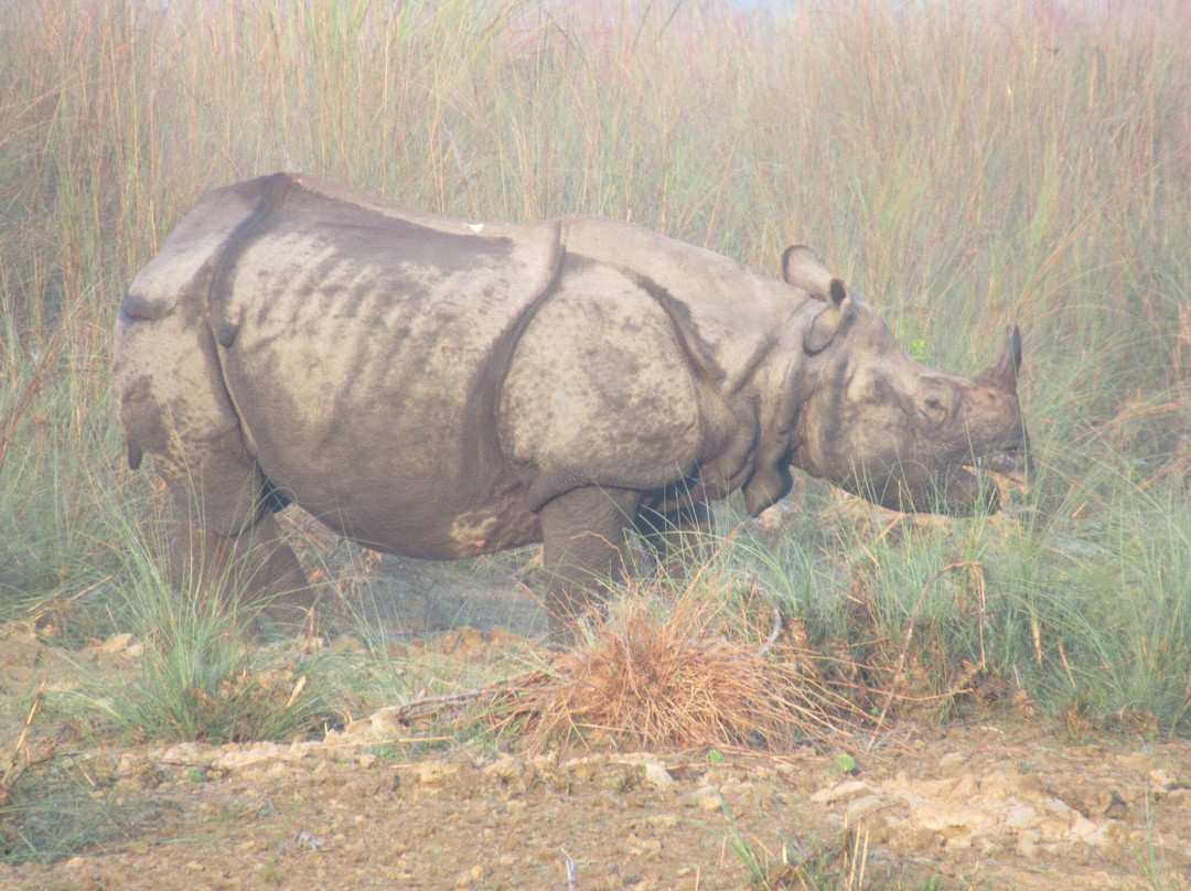 The Chitwan Jungle Guides-苏拉哈必去景点