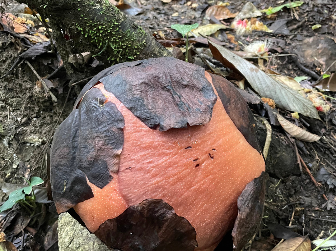 Sumatra Ketambe Jungle Tours-Ketambe必去景点