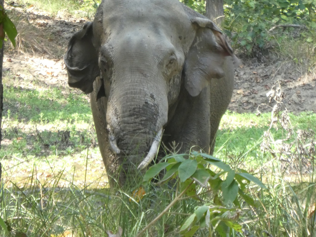 Adventure Safari & Trek-Thakurdwara必去景点