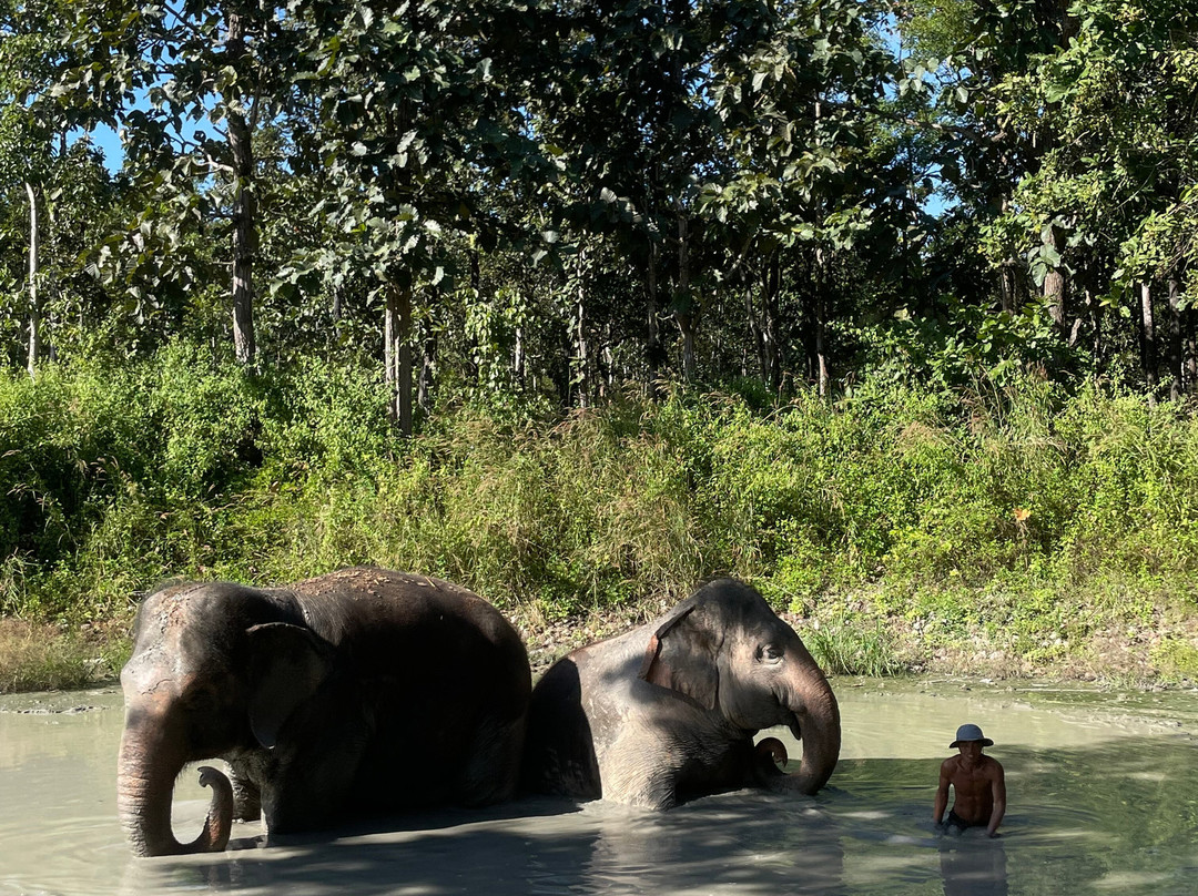 Maerim Elephant Sanctuary-夜林必去景点