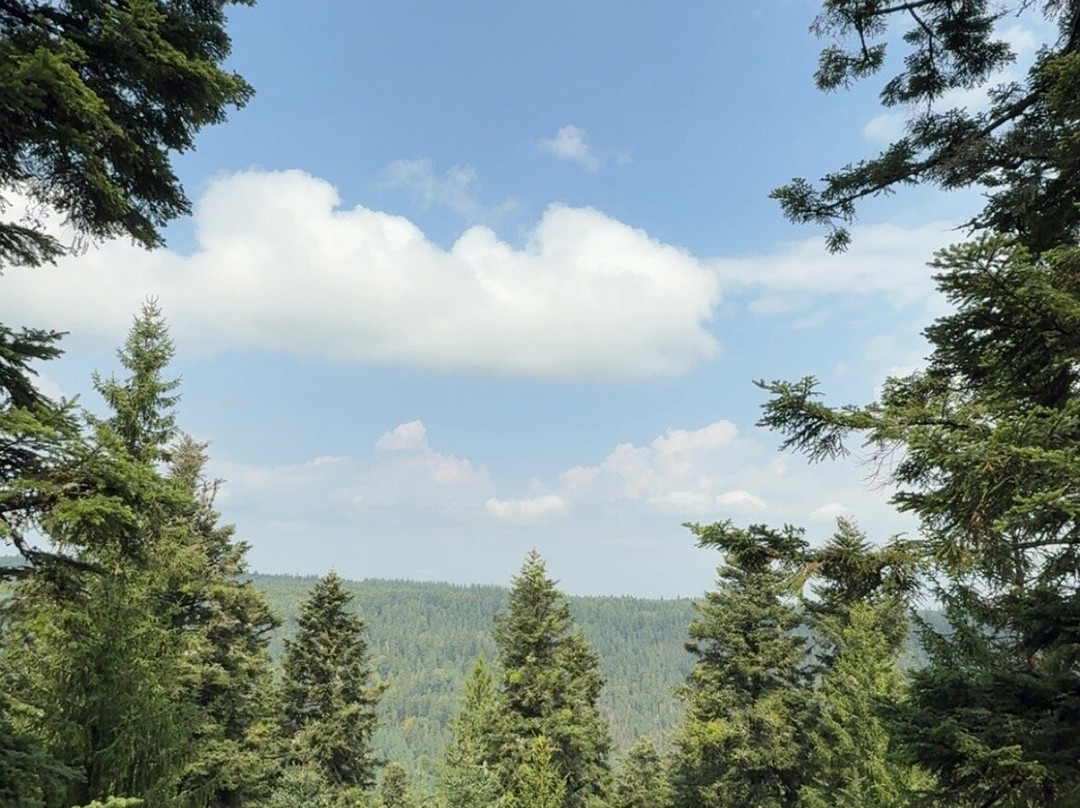 Baumwipfelpfad Schwarzwald-Bad Wildbad必去景点