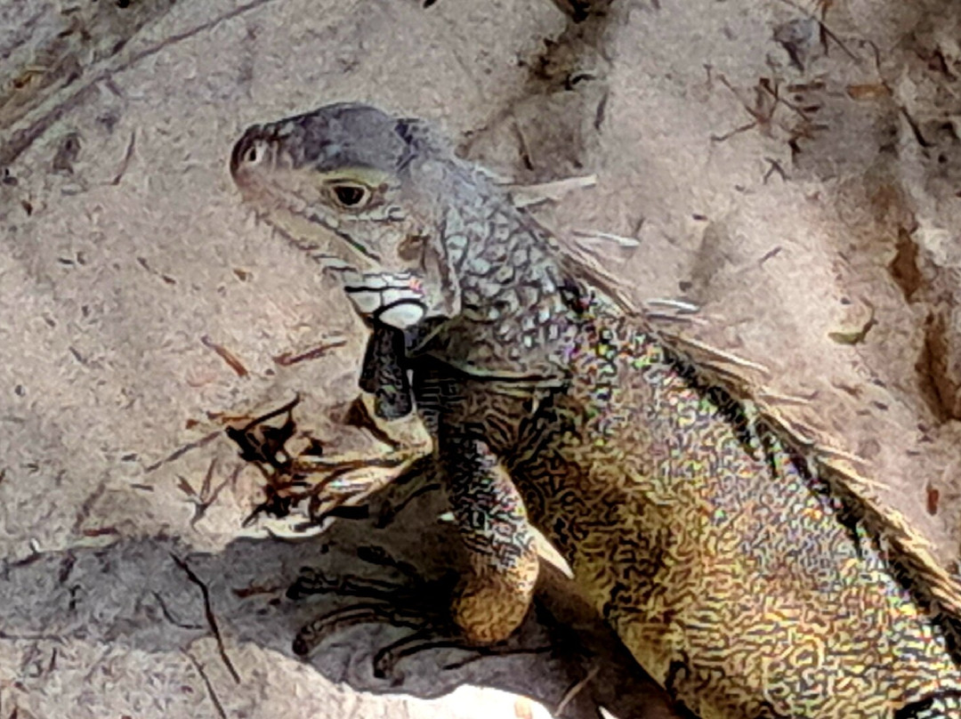 Boca Catalina-Noord必去景点