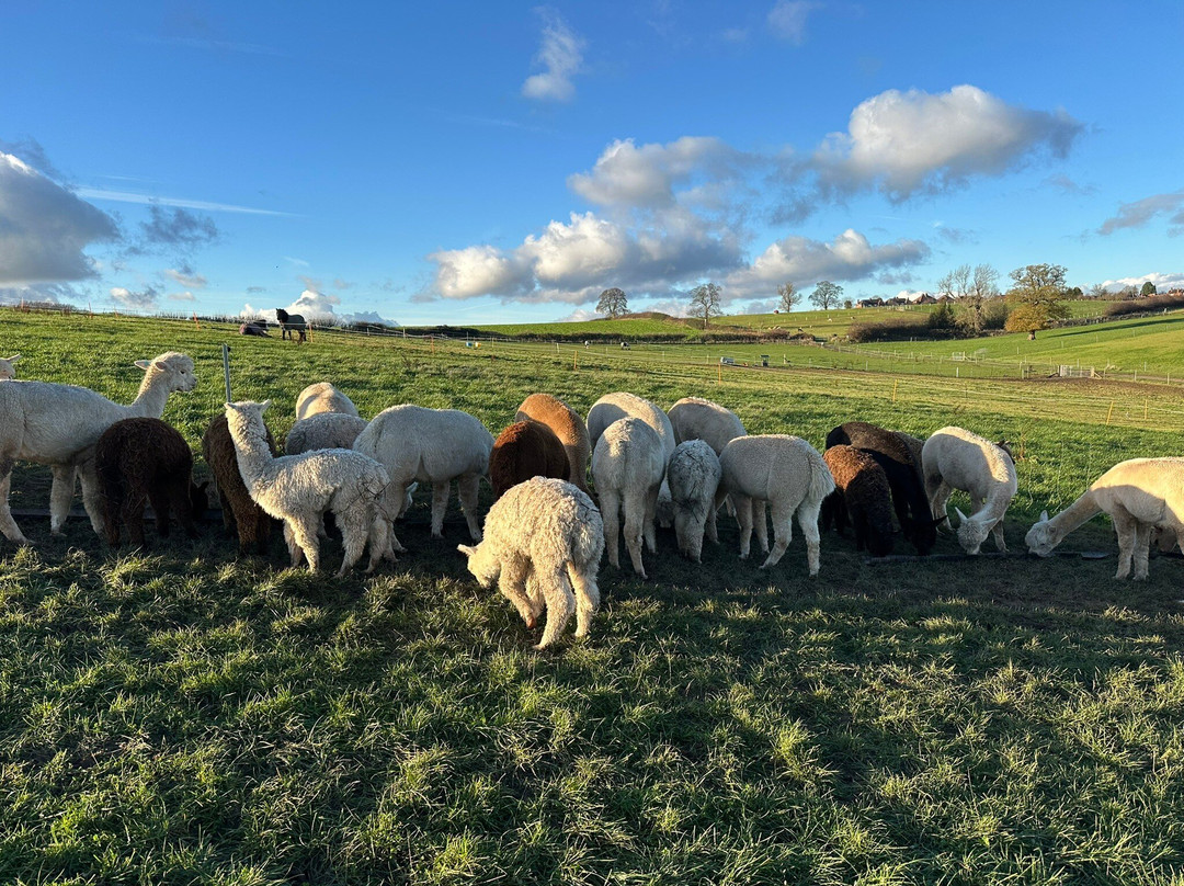 Charnwood Forest Alpacas-Boundary必去景点