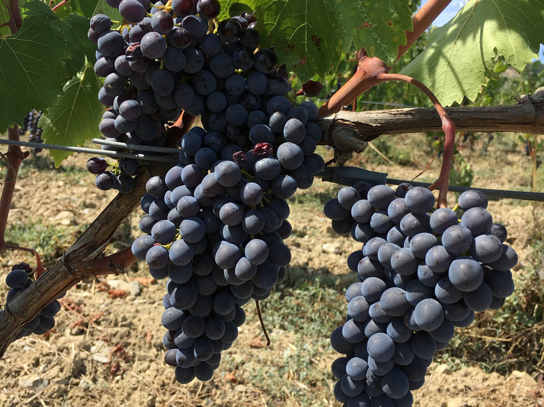 Fabrizio Pratesi Winery-Seano必去景点