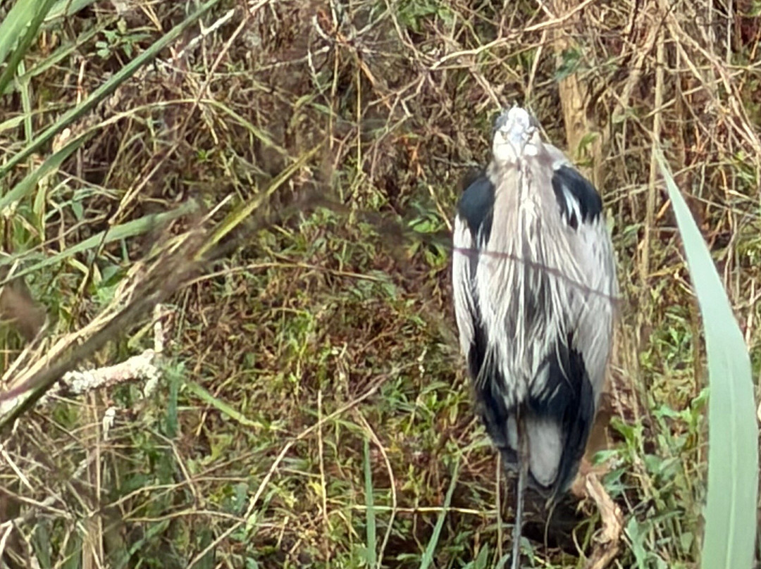Cajun Pride Swamp Tours-LaPlace必去景点