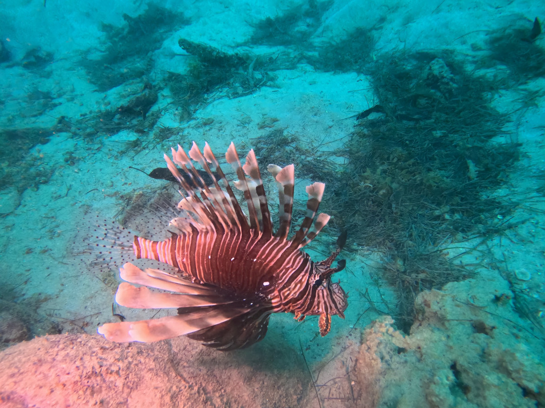 Scuba World Diving Mauritius-马喜埔必去景点