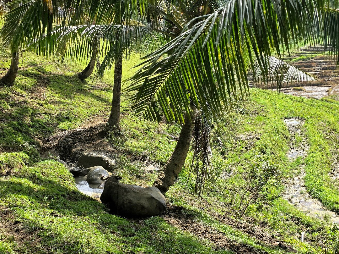 Candapdapan Rice Terraces-Candijay必去景点