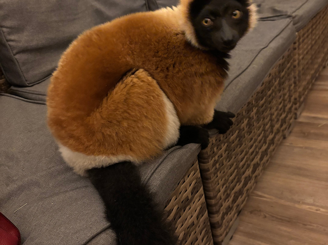 Capybara Cafe-Saint Augustine Beach必去景点