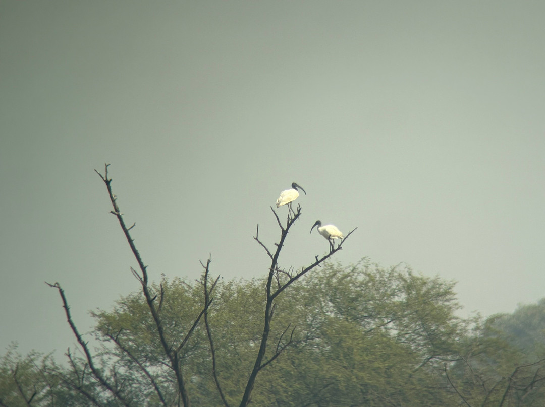 Bharatpur Bird Sanctuary-巴拉特浦必去景点