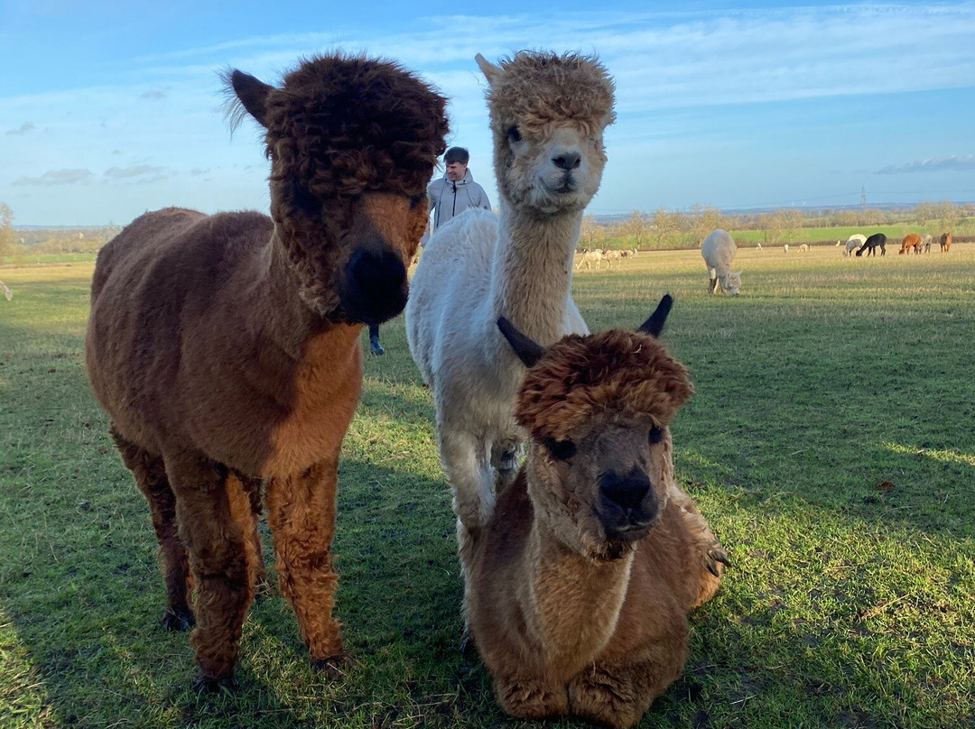 Barnacre Alpacas-Heddon-on-the-Wall必去景点