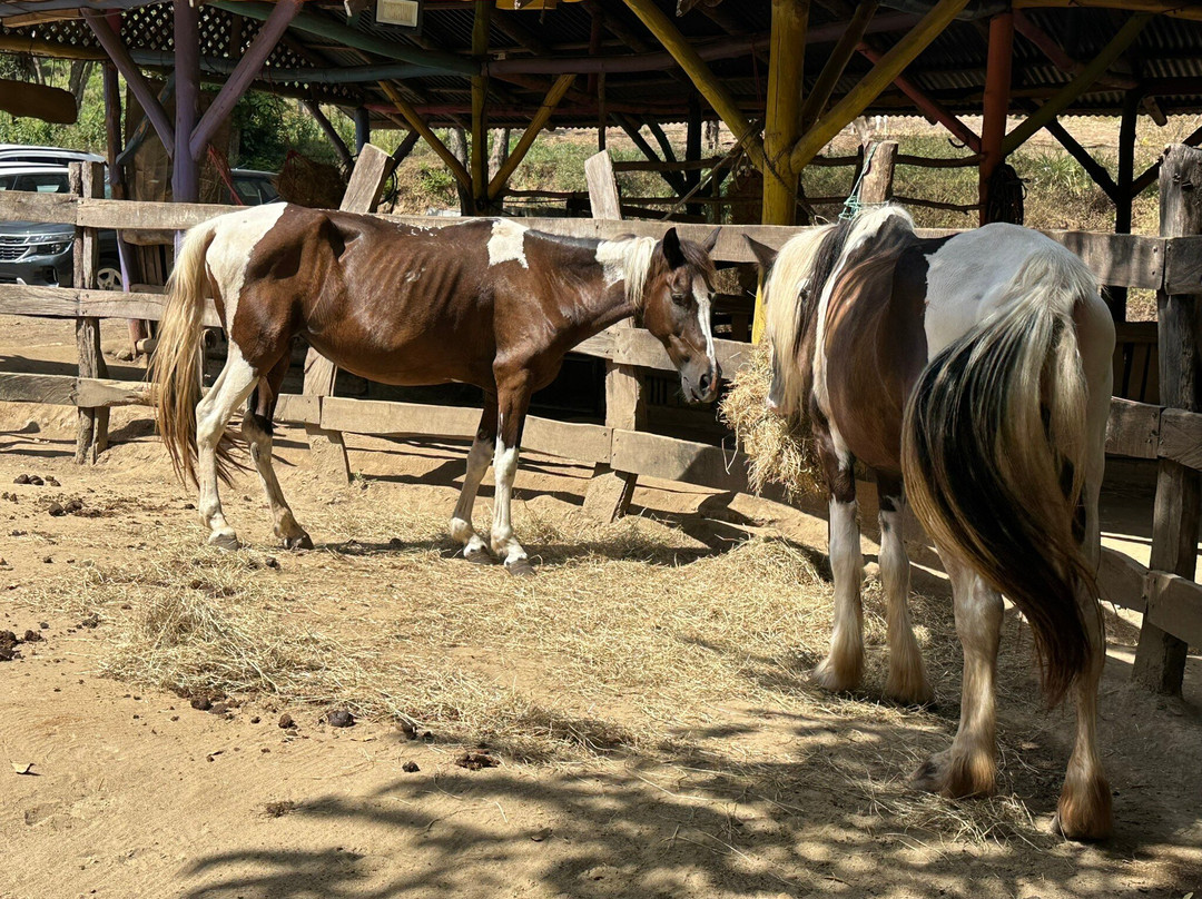 The Monkey Farm-Playa Ocotal必去景点