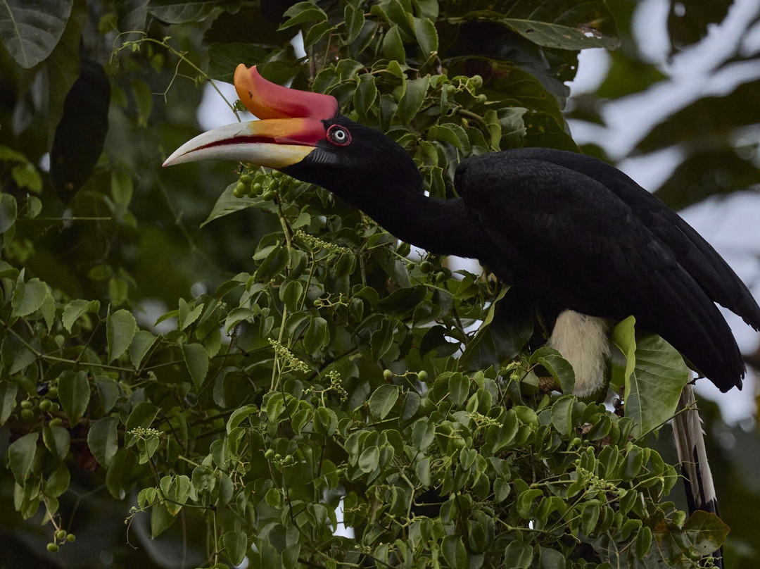 Ujung Kulon Ecotourism-Ujungjaya必去景点